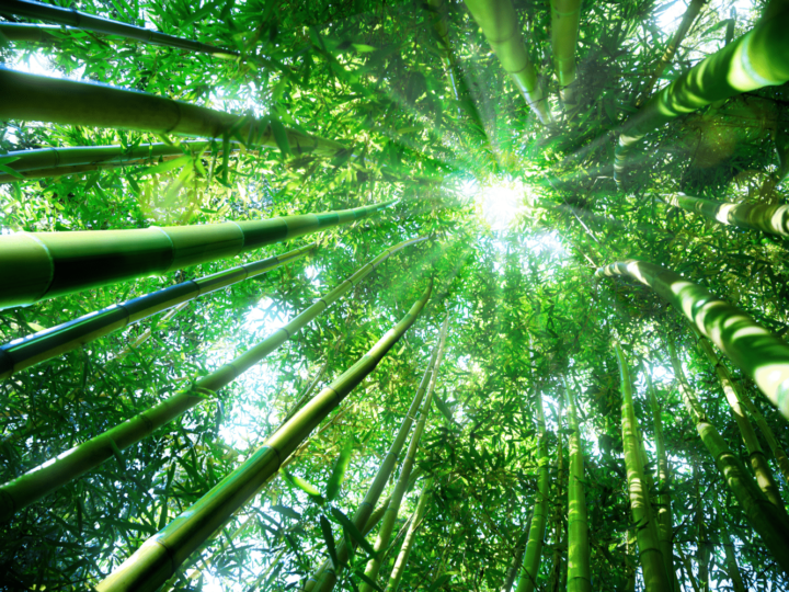 Living in a Pressure Cooker? The Solution is to Be Bamboo!