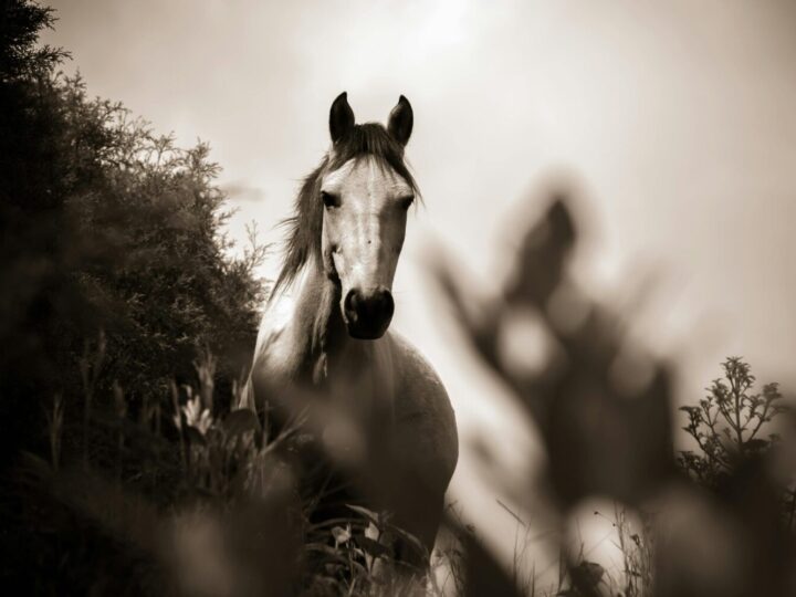 Discussing “Bad” News Using the Fable of the Horse